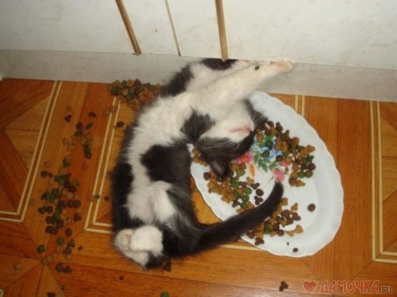 Еда для котят своими руками Еда для котят своими